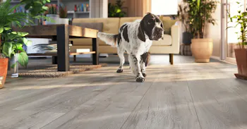 Hund l&auml;uft &uuml;ber ein verlegten bodomoWAVE Boden im Wohnzimmer