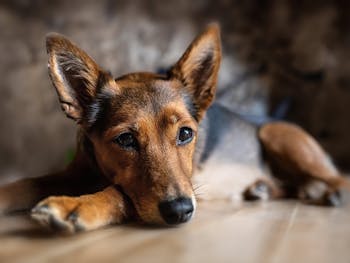Hund auf Laminatboden